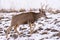 Colorado Wildlife. Wild Deer on the High Plains of Colorado. Mule Deer Buck on a snow covered hill