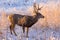 Colorado Wildlife. Wild Deer on the High Plains of Colorado. Mule Deer buck at sunrise