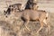 Colorado Wildlife. Wild Deer on the High Plains of Colorado. Mule deer buck with white-tailed deer antlers