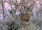 Colorado Wildlife. Wild Deer on the High Plains of Colorado. White-tailed buck and doe on a winter morning