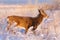 Colorado Wildlife. Wild Deer on the High Plains of Colorado. White-tailed buck on a winter morning