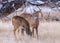 Colorado Wildlife. Wild Deer on the High Plains of Colorado. White-tailed Does in Winter Grass