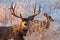 Colorado Wildlife. Wild Mule Deer on the High Plains of Colorado