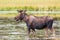 Colorado Wildlife. Young Bull Moose in a Lake.