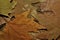 Colored Abstract Dried Leaves Textures closeup