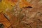 Colored Abstract Dried Leaves Textures closeup