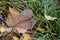 Colored autumn leaves and green grass with dusting of frost