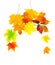 Colored autumn leaves isolated on a white background