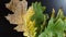 Colored autumn leaves. Yellow, gold on a black backlit background.