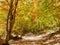 Colored autumn at Logar Valley - bright yellow trees in Slovenia