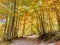 Colored autumn at Logar Valley - road and yellow trees in Slovenia