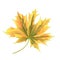 Colored autumnal leaf Maple autumnal vector