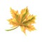 Colored autumnal leaf Maple vector