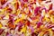 Colored background of gerbera petals closeup