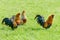 Colored bearded bantam in a pasture Colored bearded bantam in a