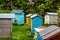Colored beehive farm boxes for the production of honey. Row of colorful Vintage wooden beehives stay on apiary. Honey healthy food