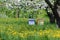 Colored Beehives under Apple Tree in Flowers