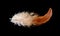 Colored bird feather isolated on black background