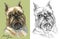 Colored and black and white Brussels griffon dog vector portrait