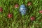 Colored blue egg and red ladybirds on green sprouted barley