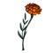 Colored botanical sketch of a marigold flower with shading. Vector floral natural drawing. Outline pencil image