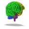 Colored brain