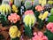 Colored bright cactus gymnocalycium plants in pots background