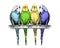 Colored budgerigars sketch. Four common, shell parakeets. Group of tropical exotic birds sitting on branch. Hand-drawn