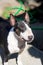 Colored Bull Terrier outdoor portrait