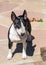 Colored Bull Terrier posing for the camera