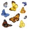 Colored butterflies set