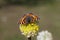 Colored butterfly on yellow flower