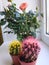 Colored cacti and a rose on the window. Houseplants. White window sill. Flowers in pots