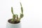 Colored cactuses,tinny cactuses,white background