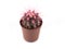 Colored cactuses,tinny cactuses,white background