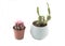 Colored cactuses,tinny cactuses,white background
