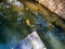 Colored carpes in Nara Japan. Goup of koi fishes in water pool in Nara Japan