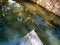 Colored carpes in Nara Japan. Goup of koi fishes in water pool in Nara Japan