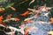 Colored carps in a pond surrounded by a tropical park