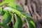 Colored caterpillar or green worm, Daphnis nerii eating leaf