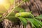 Colored caterpillar or green worm, Daphnis nerii eating leaf