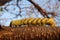 Colored caterpillar on a tree branch