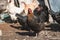 Colored chickens on a farm yard on a sunny day. Black and red hen close up