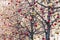 Colored Christmas balls - decoration of street trees in Moscow