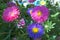 Colored, colorful daisies on a green blurred background in the summer garden. Blue and red large flowers done with a