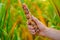 Colored corn cobs.Multicolored corn in hands on a cornfield blurred background.corn cobs different colors.Farming