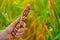 Colored corn cobs.Multicolored corn in male hands on a cornfield blurred background.corn cobs different colors.Farming