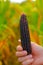 Colored corn cobs.Multicolored corn in male hands on a cornfield blurred background.corn cobs different colors.Farming