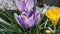 Colored crocus with field stones