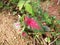 Colored and decorated arum quince tree  in the jungle